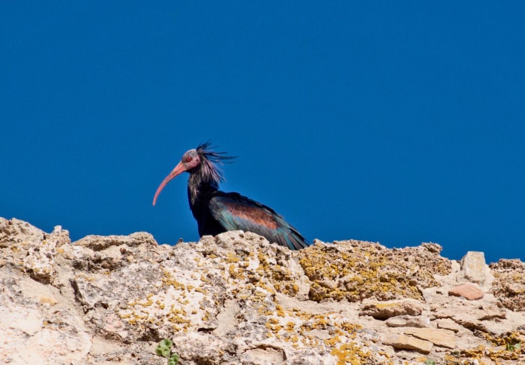 Waldrapp