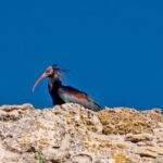 Waldrapp