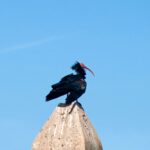 Waldrapp an der Costa de la Luz