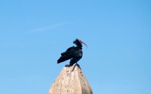 Waldrapp an der Costa de la Luz