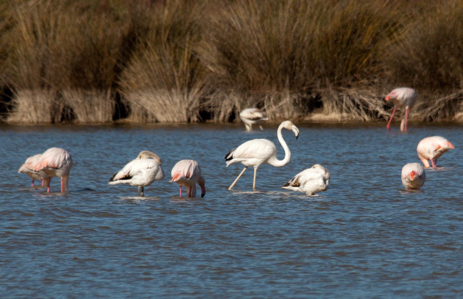 Flamingos