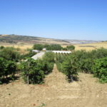 Bodea Wein Arcos