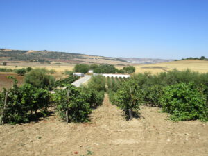 Bodea Wein Arcos