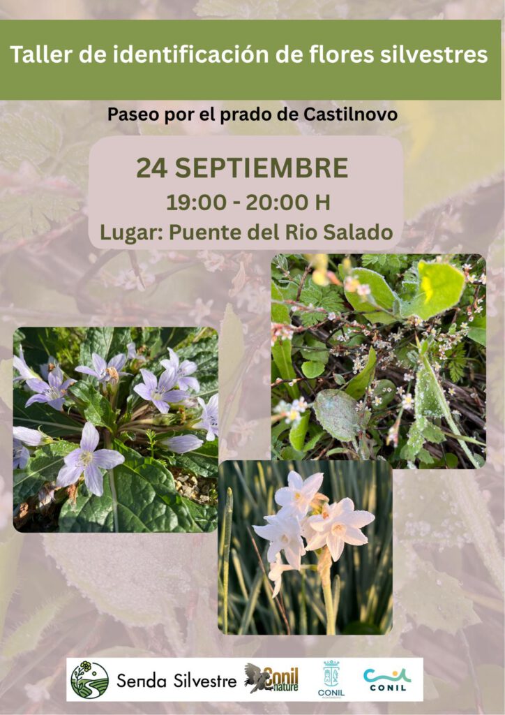 Wildblumen
